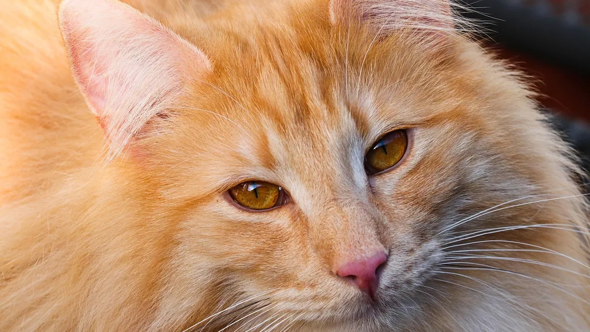 Can Cats Eat Shrimp Tails or Shells? Choking Risk