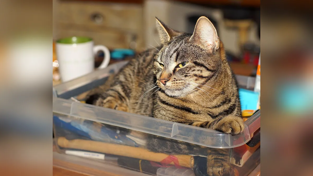 Can Cats Eat Soy Sauce? Sodium and Onion Risks