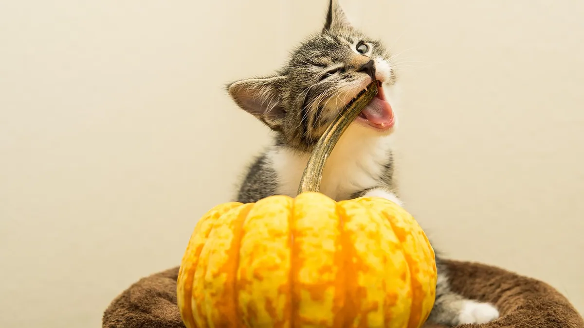 Can Cats Eat Squash? Skin, Seeds, and Blossoms