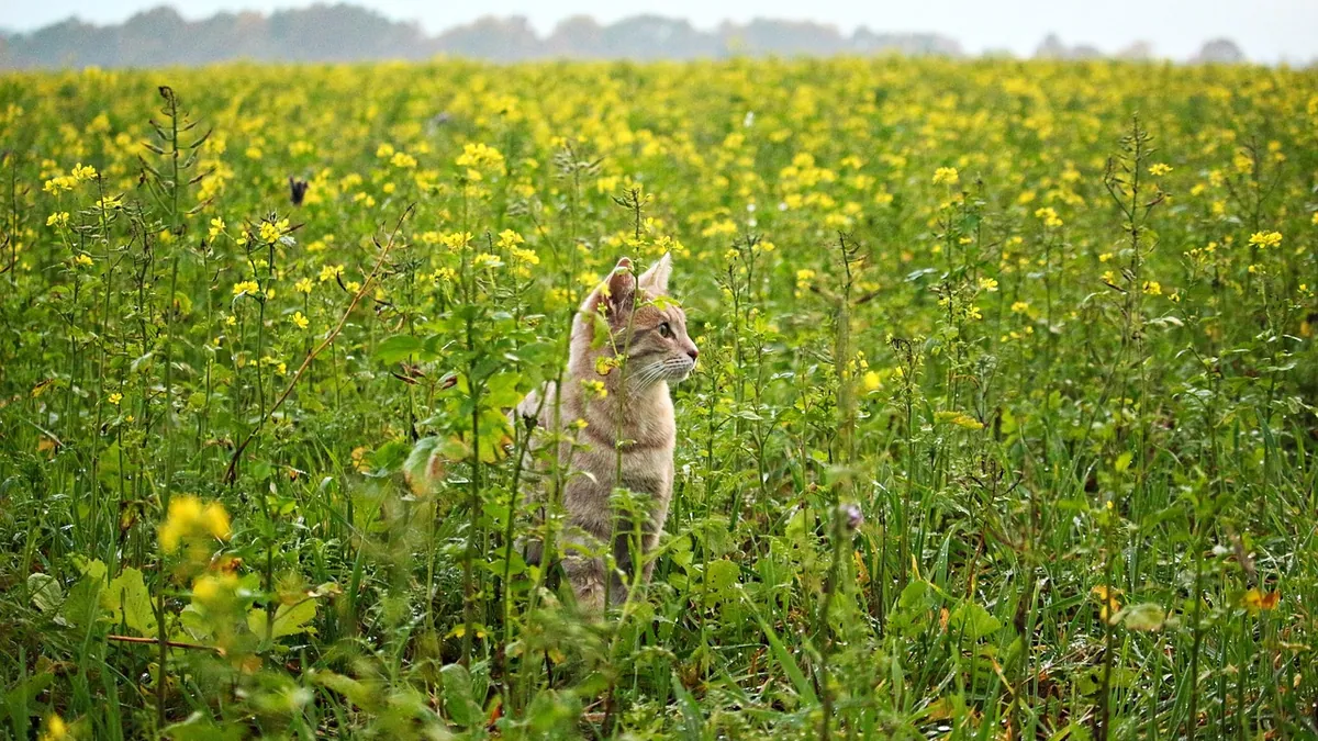 Can Cats Eat Sunflower Seeds? Shells and Safety