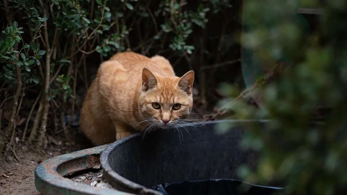 Can Cats Eat Tangerines or Oranges? Citrus Safety