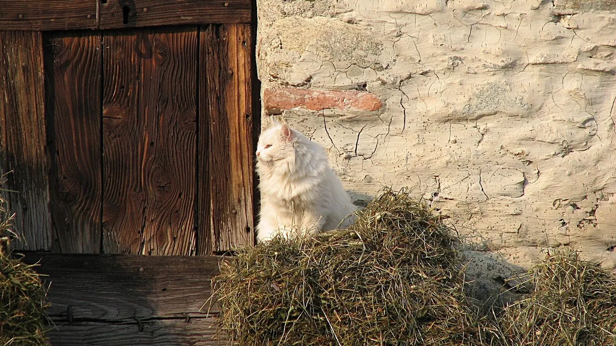 Can Cats Eat Timothy Hay? Risks and Why They Might