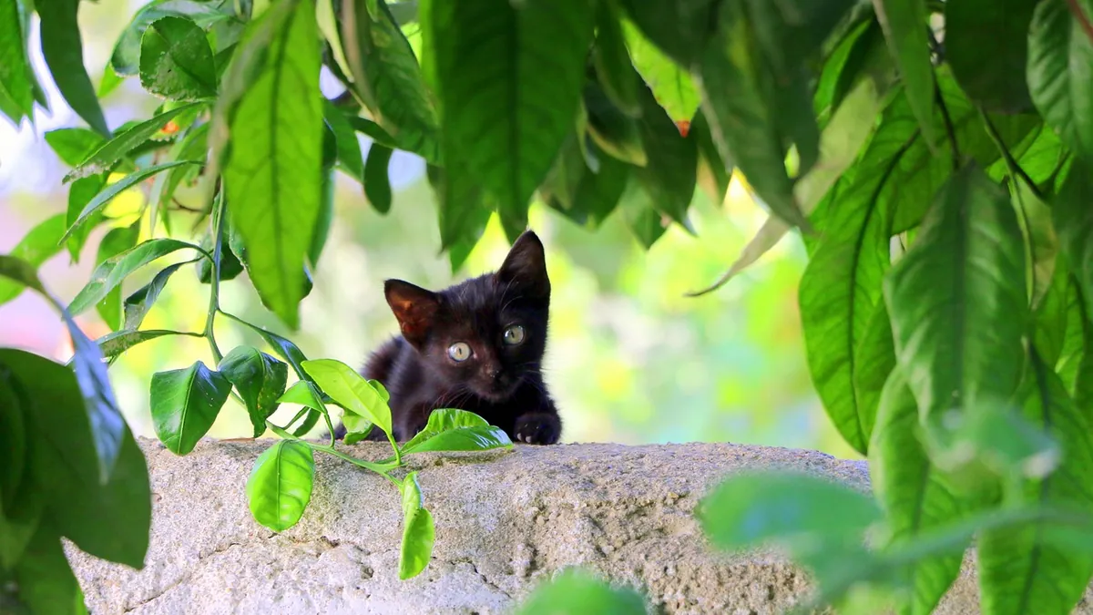Can Cats Eat Tomatoes? Seeds, Leaves and Safe Amounts
