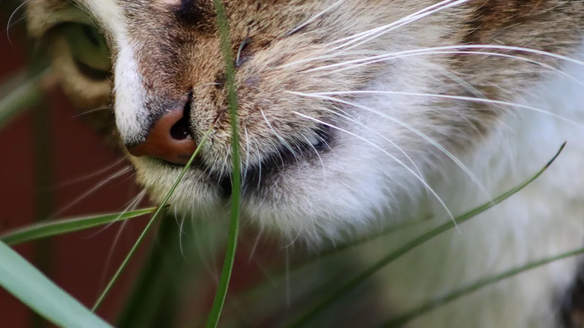 Can Cats Eat Turkey Bacon? Sodium and Fat Concerns
