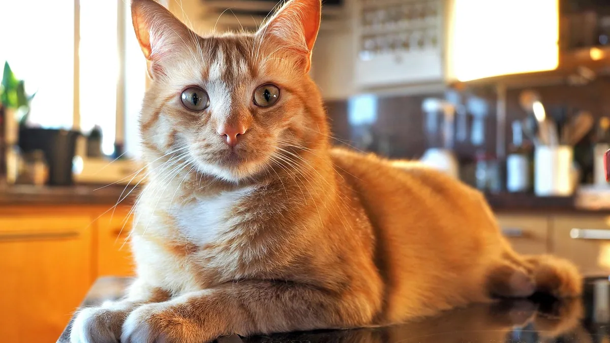 Can Cats Eat Unsweetened Applesauce? Safety Guide