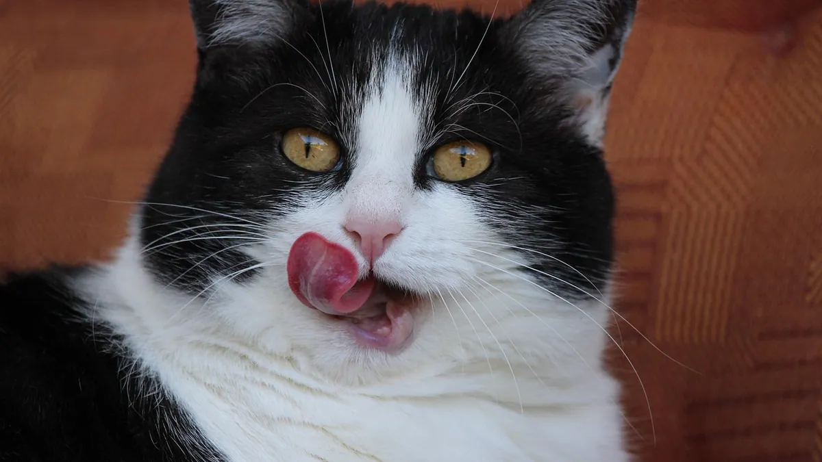 Can Cats Eat Vanilla? Pudding, Cake and Extract Safety