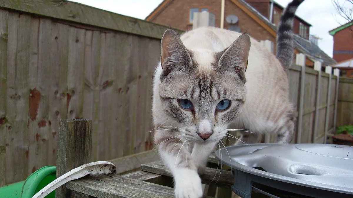 Can Cats Eat Whipped Cream? Dairy and Sugar Risks