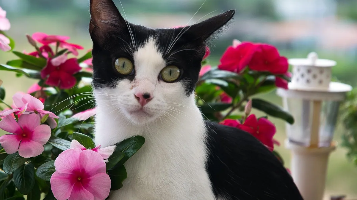 Can Cats Eat Zinnias? Pet Safety for This Flower