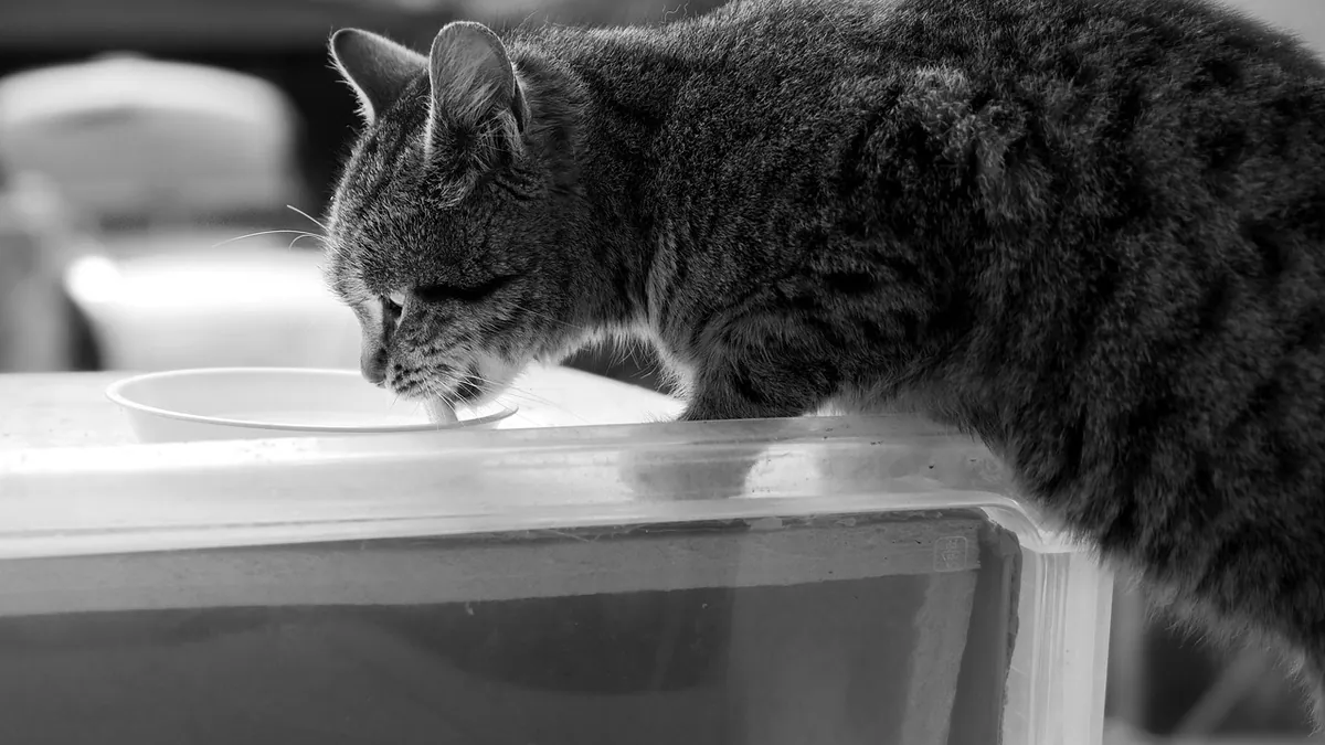 Can Cats Have Chicken Broth? Onion and Salt Risks