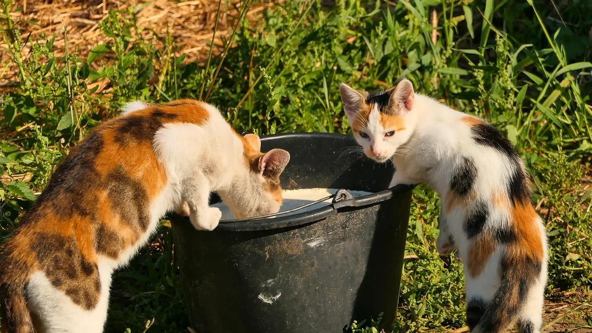 Can Cats Have Collagen? Benefits and Safety