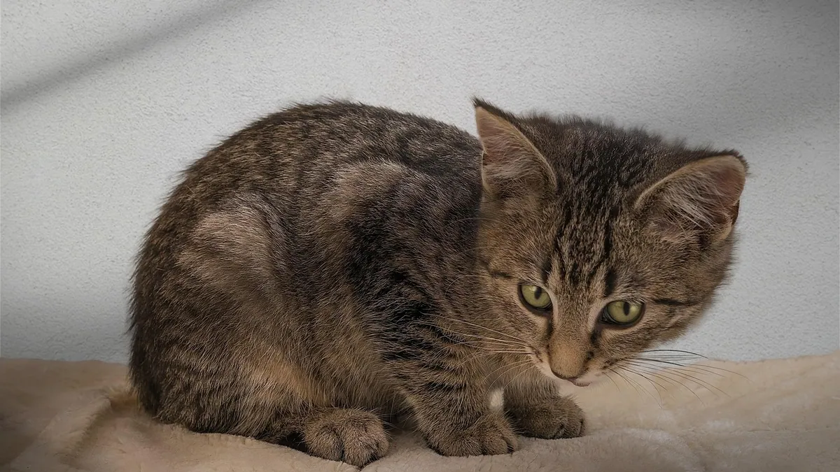 Can Cats Have Eczema? Itchy Skin and Treatment