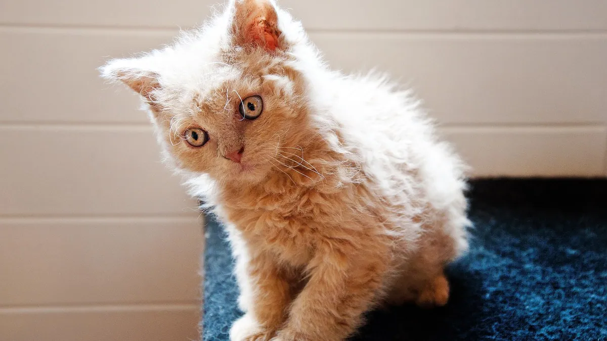 Can Cats Have Hay Fever? Allergies in Cats