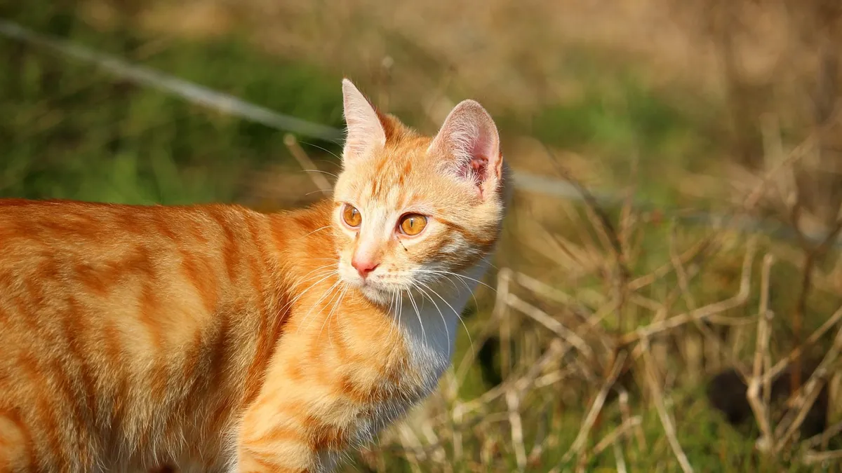 Can Cats Have Ivermectin for Worms? Safety and Dosage