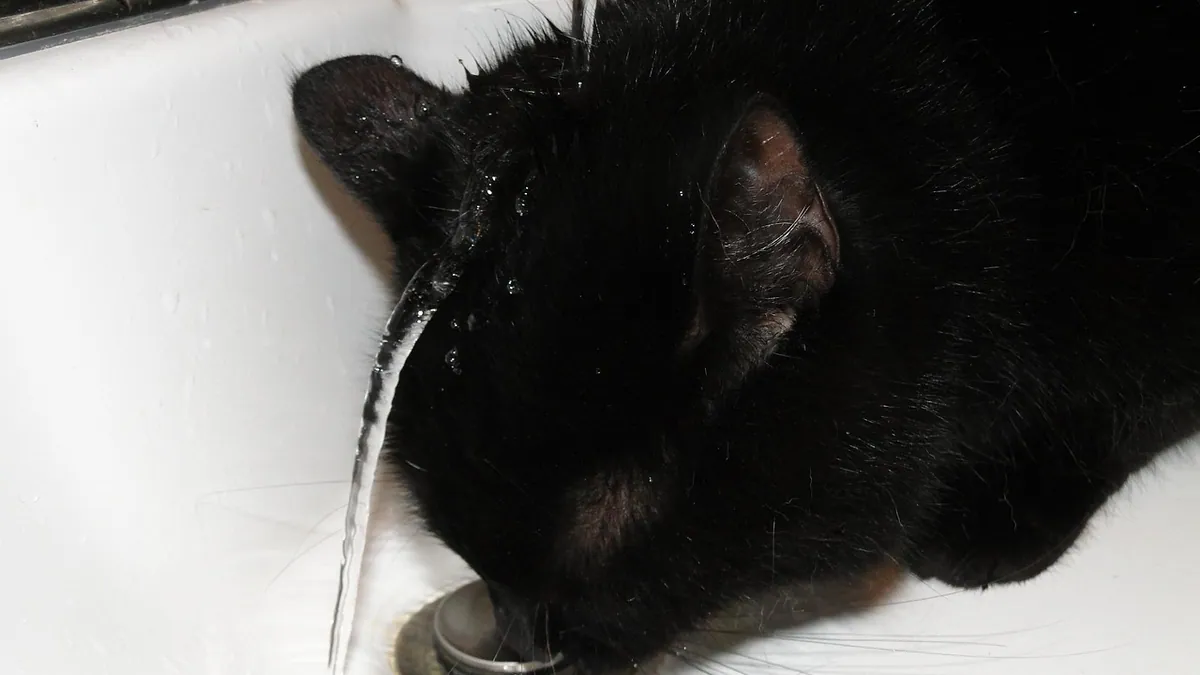 Can Cats Have Maple Syrup? Sugar and Xylitol Risks