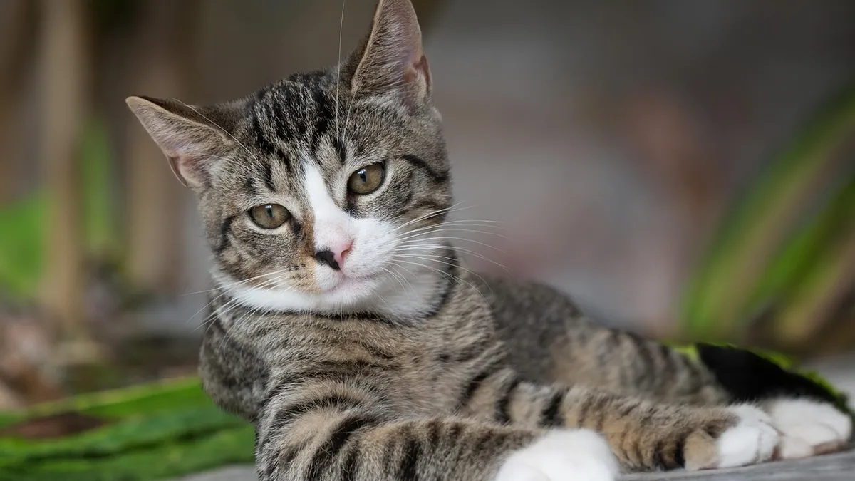 Can Cats Have Neosporin? Side Effects and Safety