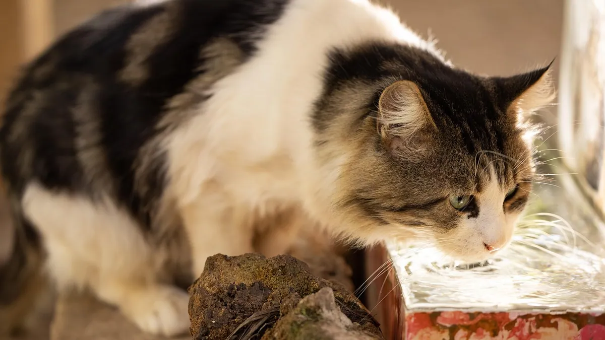Can Cats Have Unflavored Pedialyte? Hydration Safety