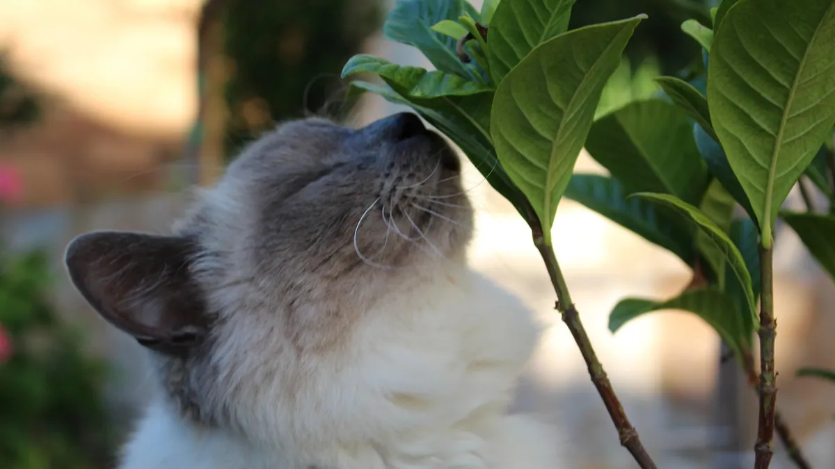 Can Cats Have Vinegar? Chips, Crisps and Salt Risks