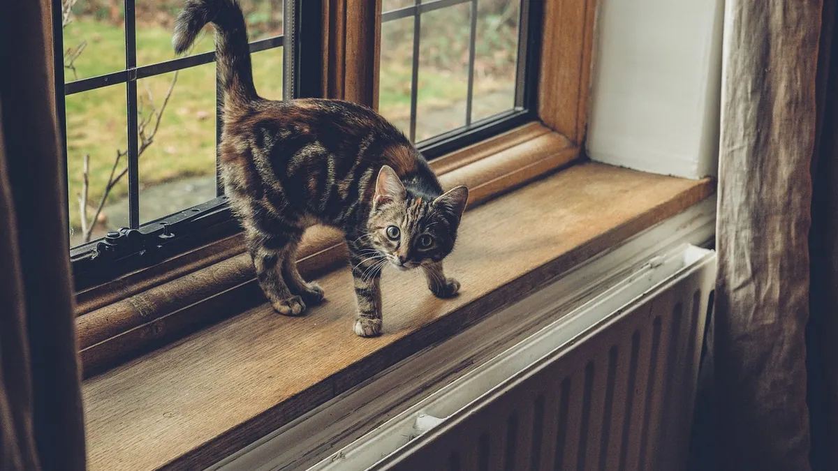 Can Cats Have Wine? Alcohol Poisoning Risk