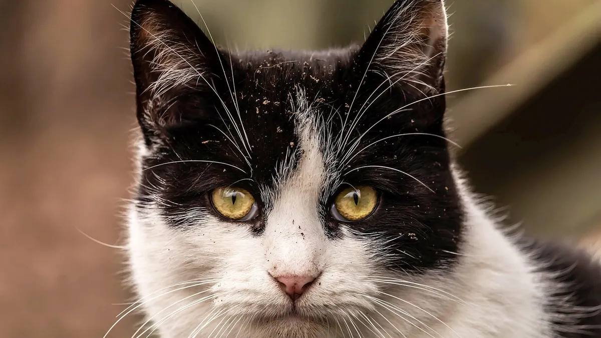 Can Cats Have Zinc? Supplements and Toxicity