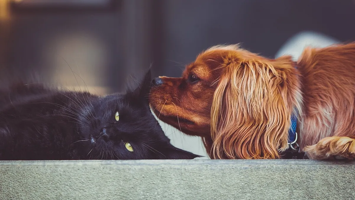 Can Cats Spread Giardia to Dogs? What Owners Need to Know