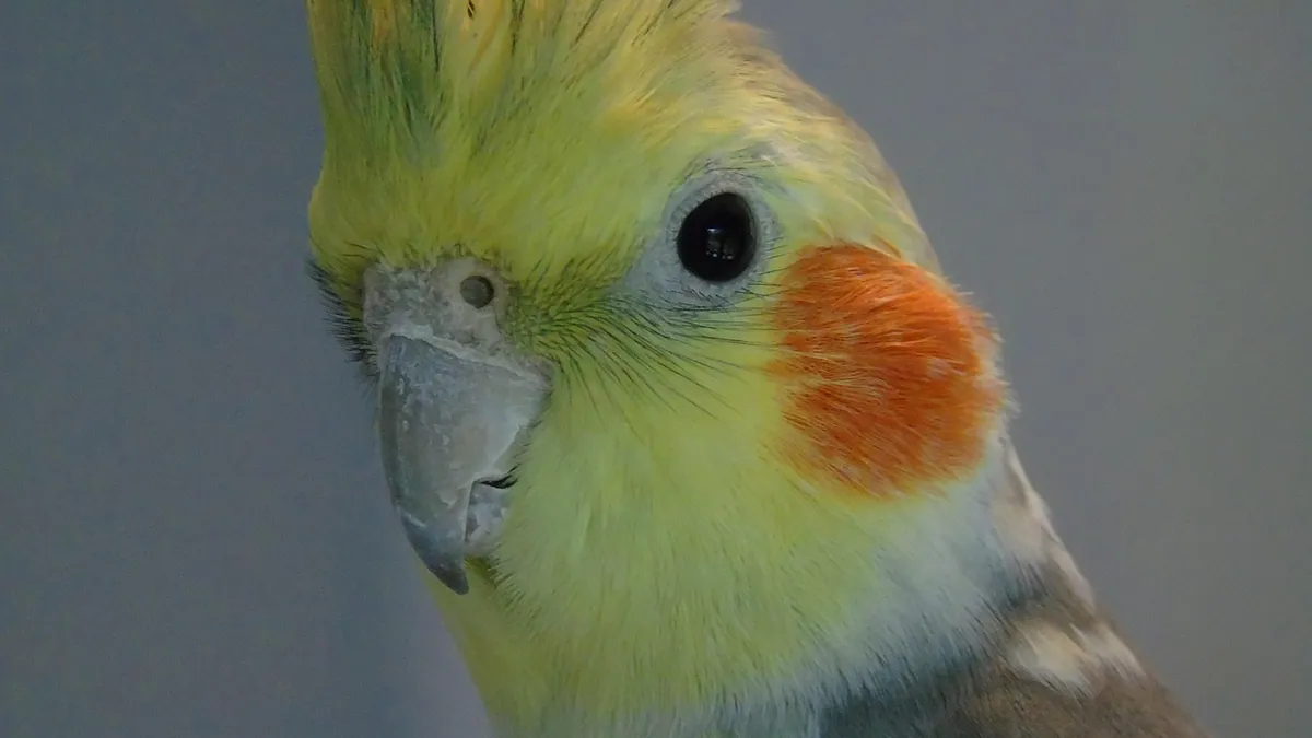 Can Cockatiels Talk? What to Expect and How to Encourage Speech
