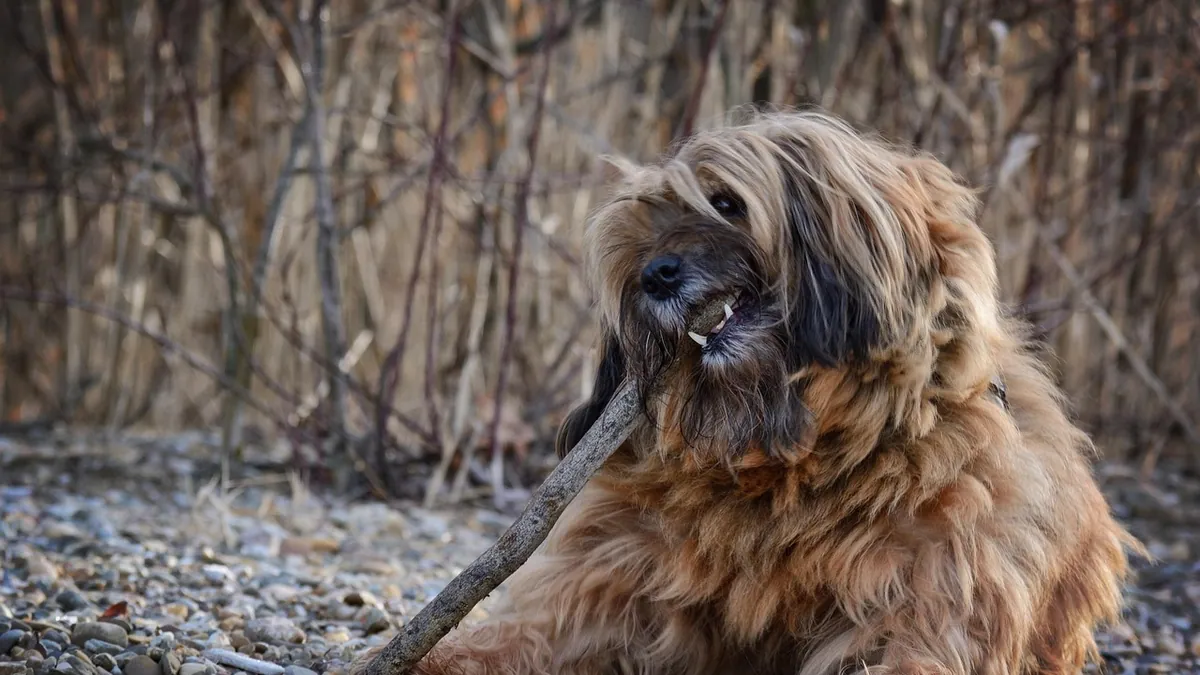 Can Dogs Be Electrocuted? Risks, Signs, and First Aid