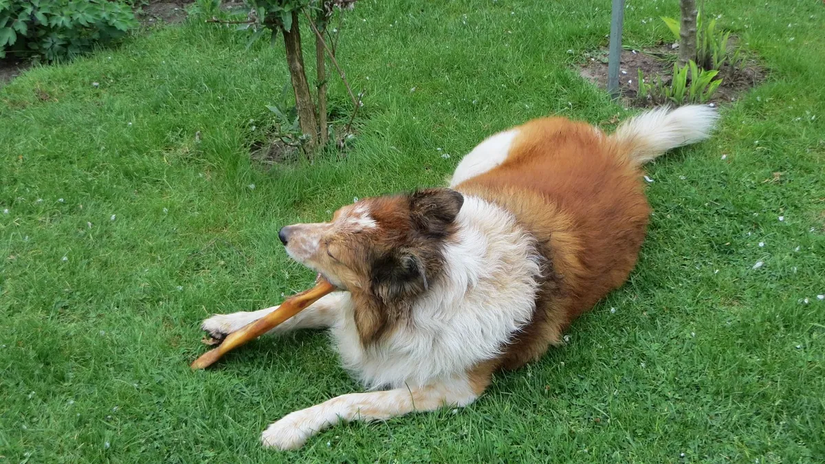 Can Dogs Chew Coffee Wood? Safety of Coffee Wood Sticks