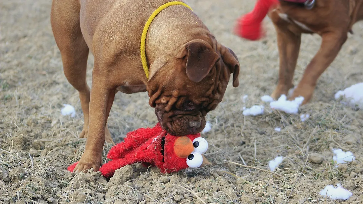 Can Dogs Die From Choking? Risks and What to Do