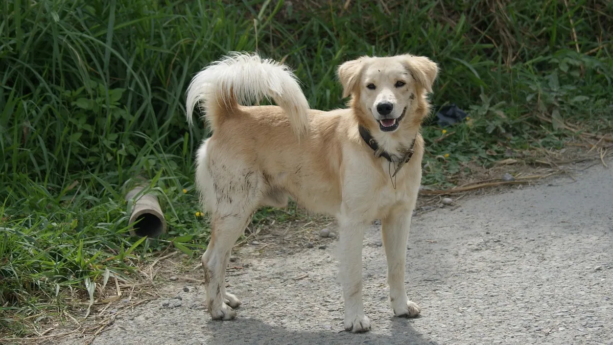 Can Dogs Drink Energy Drinks? Caffeine and Sugar Risks