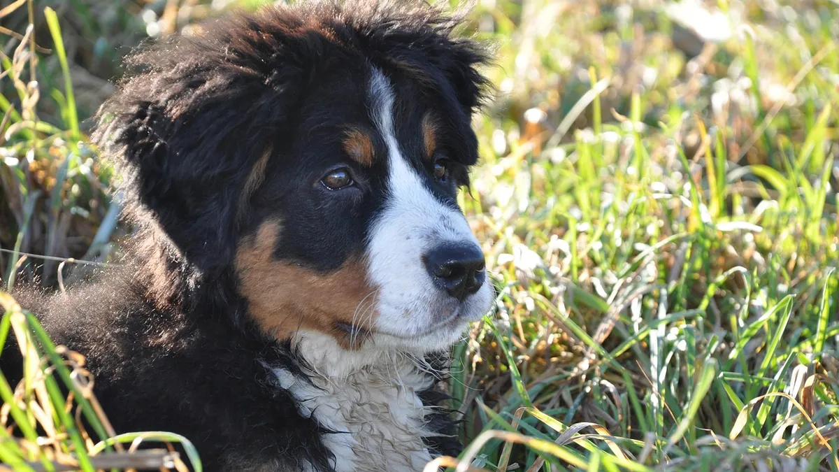 Can Dogs Drink Milk? What Owners Should Know