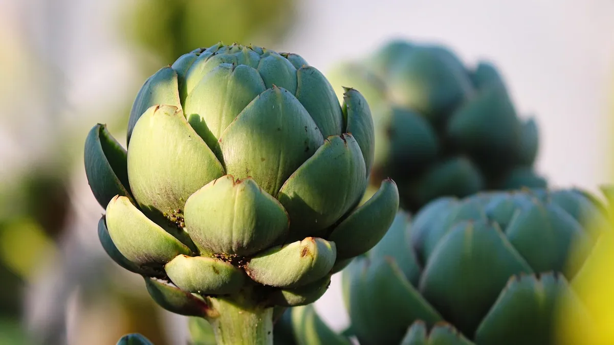 Can Dogs Eat Artichokes? Raw, Cooked, and Leaf Safety