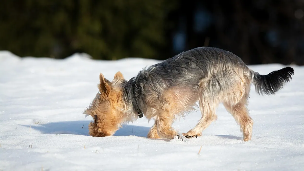 Can Dogs Eat Bacon, Egg, and Cheese? Breakfast Safety