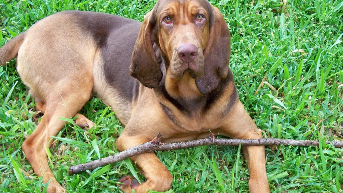 Can Dogs Eat Beef Liver? Benefits and Vitamin A Risk