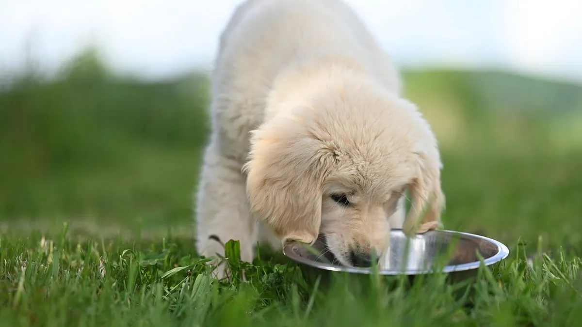 Can Dogs Eat Brown Rice When Sick or With Diarrhea?
