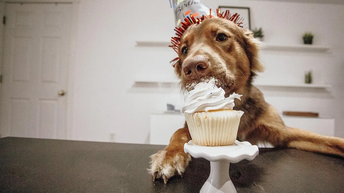 Can Dogs Eat Cake or Frosting? Sugar, Xylitol, and Chocolate Risks