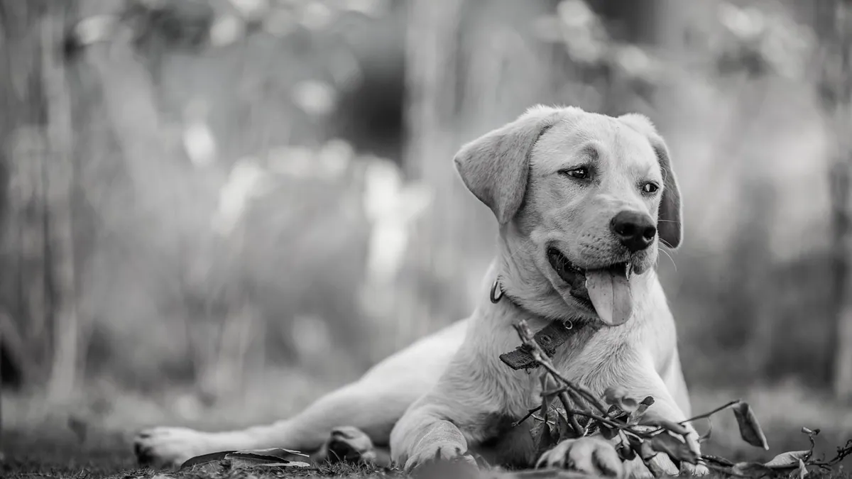 Can Dogs Eat Canned Chicken? Sodium, Bones, and Daily Limits