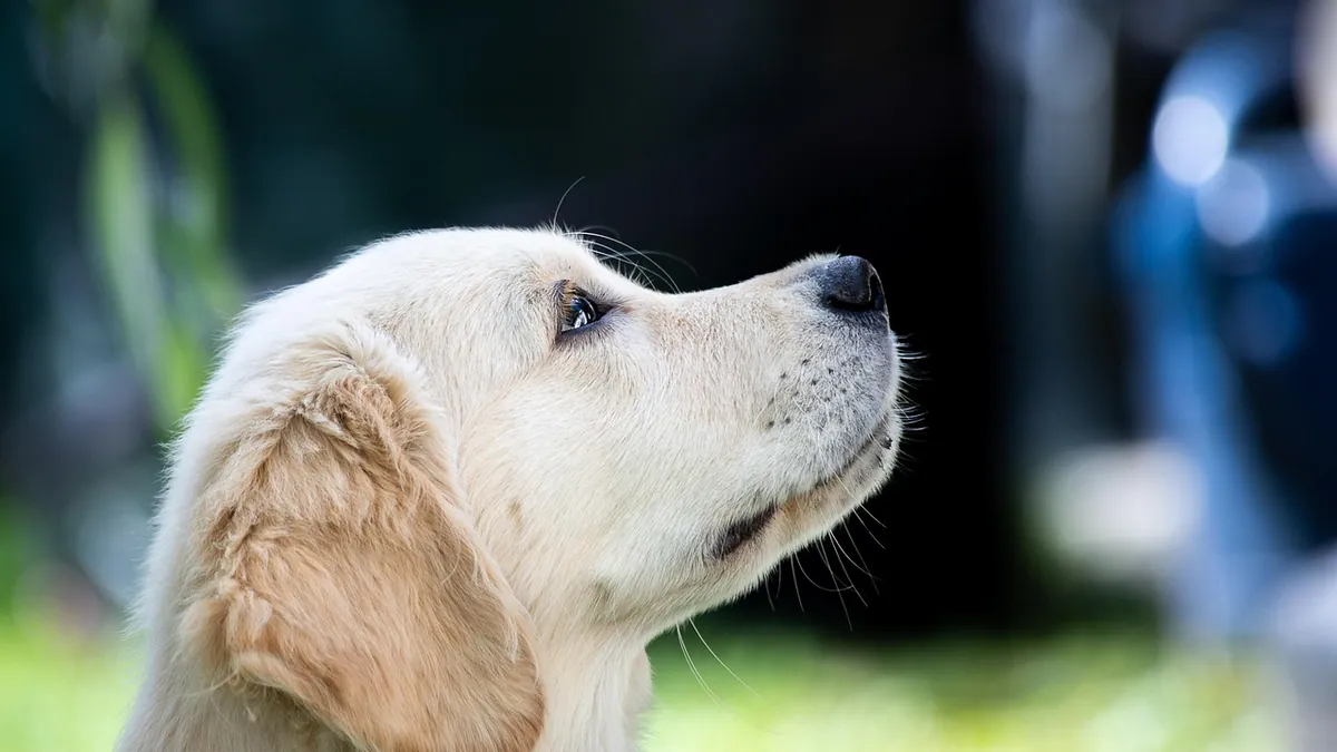 Can Dogs Eat Canned Tuna With Mayo or Olive Oil?