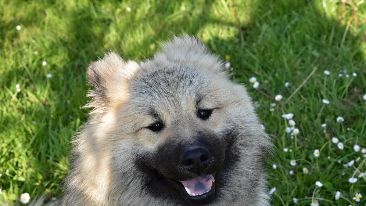 Can Dogs Eat Chia Seeds? Daily Limits and Safe Mix-Ins