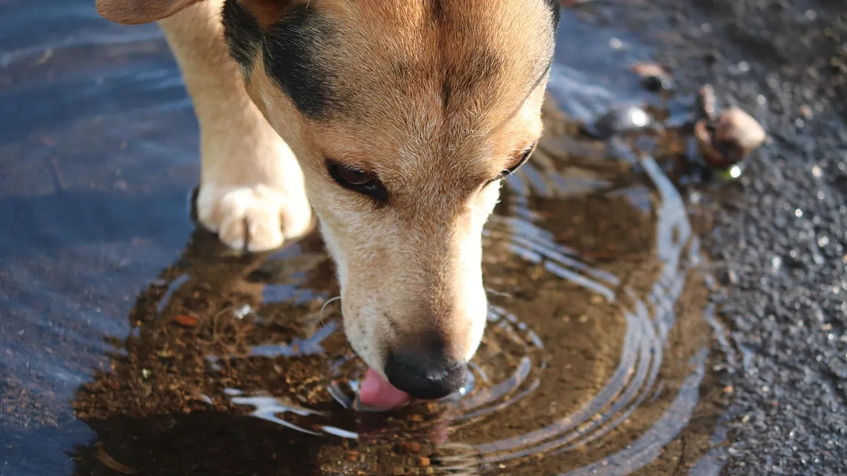 Can Dogs Eat Chicken or Beef Broth? Sodium and Onion Risks