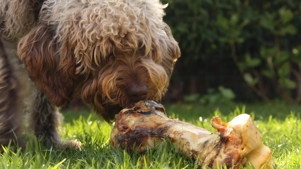 Can Dogs Eat Chicken Feet Raw or Cooked? Bones and Bacteria