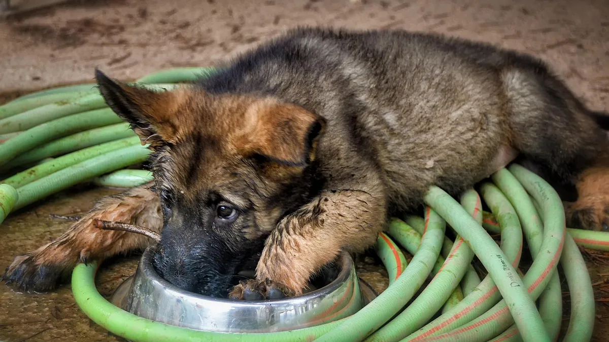 Can Dogs Eat Chickpeas Raw, Cooked, or as Pasta?
