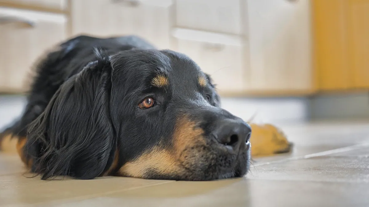 Can Dogs Eat Cilantro With Onions or Garlic? Safety