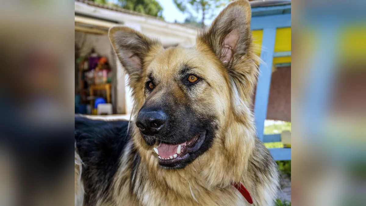 Can Dogs Eat Cinnamon Toast Crunch or Cinnamon Bread?