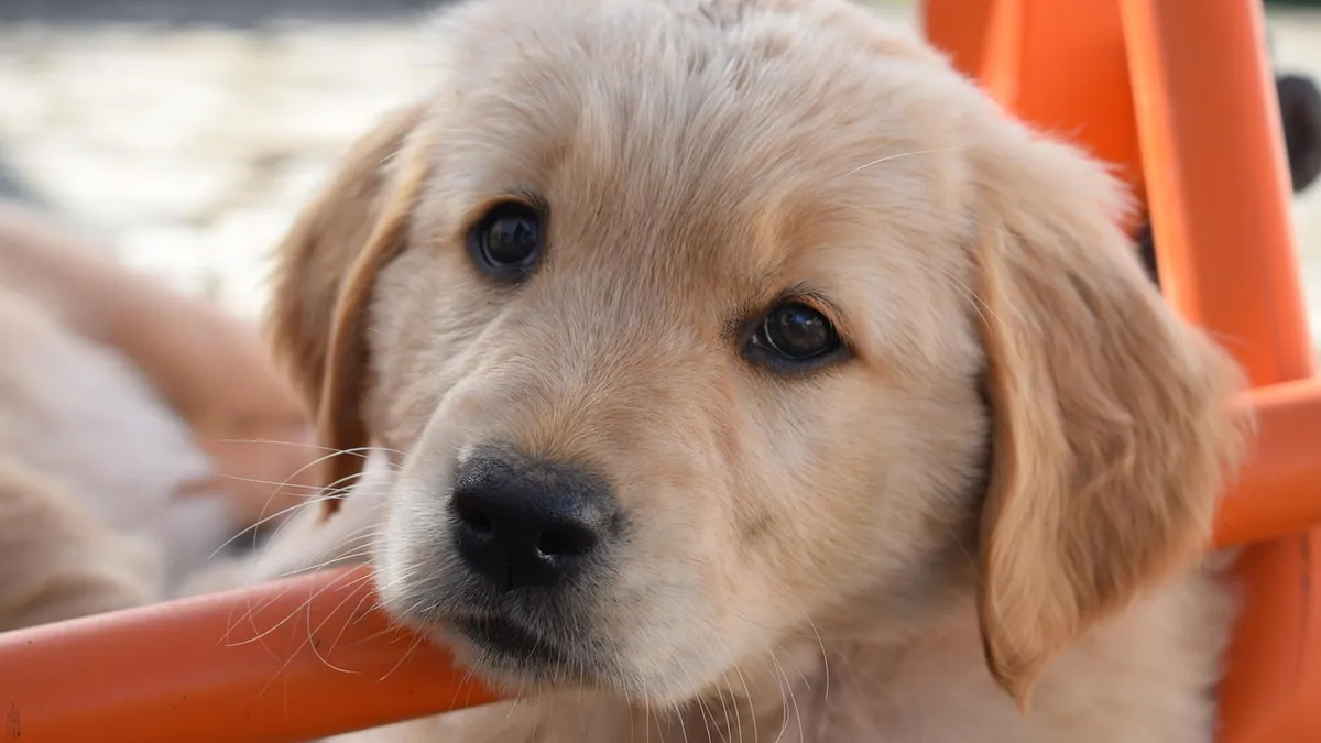 Can Dogs Eat Clementines? Peels, Slices, and Puppies