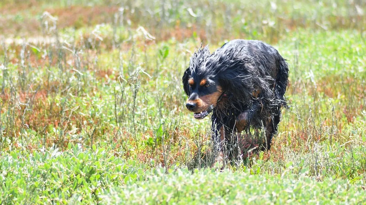 Can Dogs Eat Collard Greens Raw or Cooked?