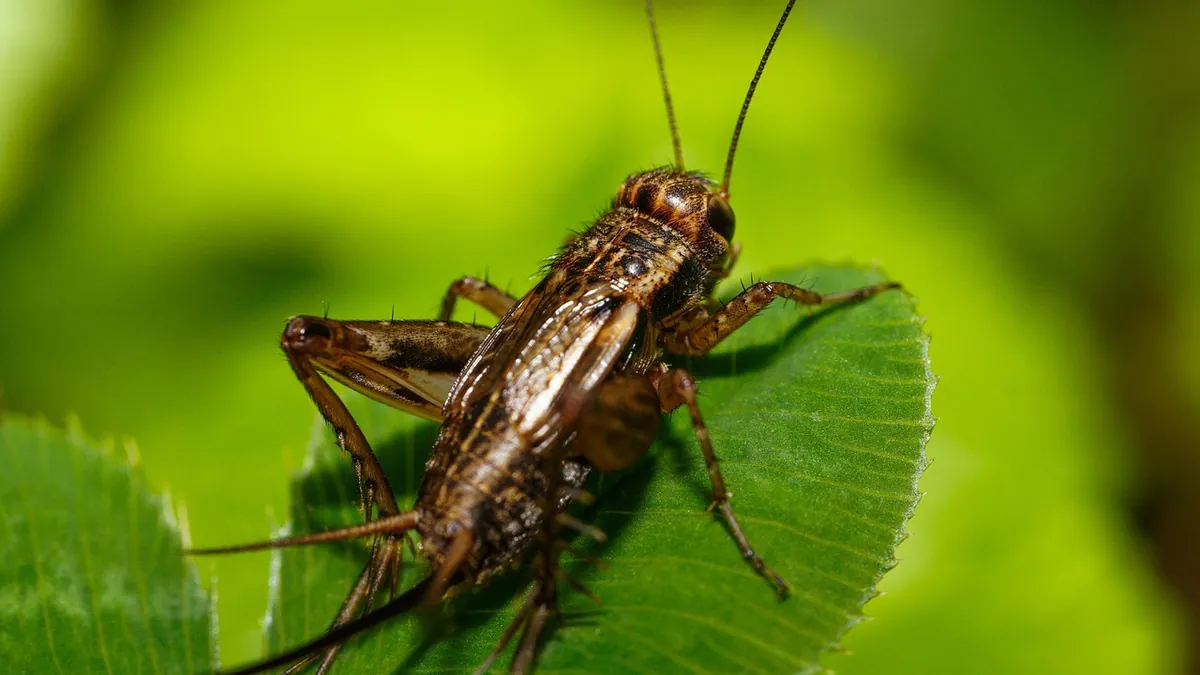 Can Dogs Eat Crickets and Grasshoppers? Live or Dried