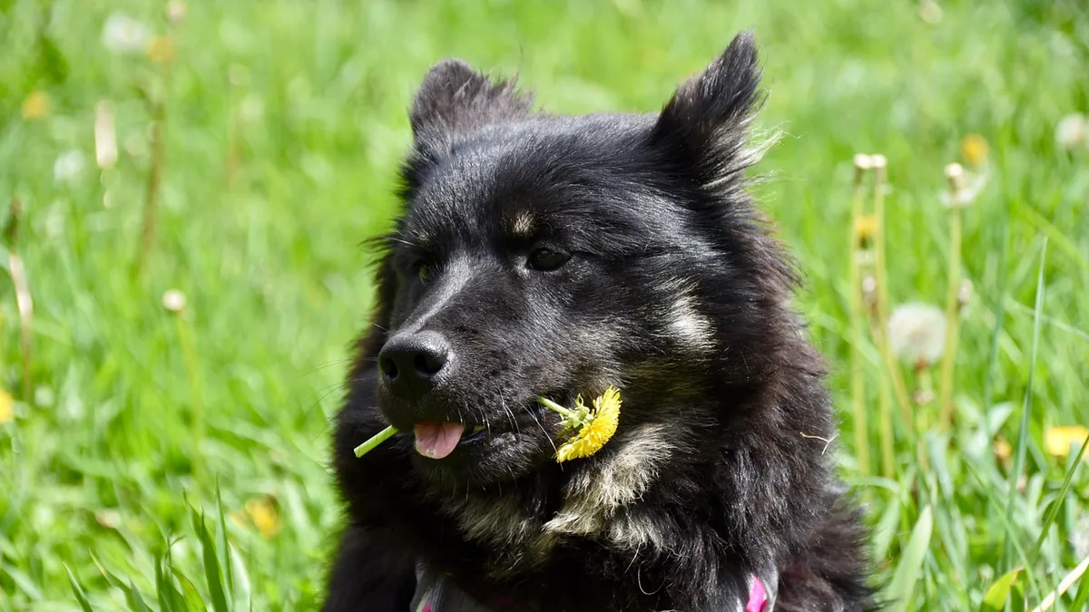 Can Dogs Eat Dandelion Flowers, Leaves, or Root?