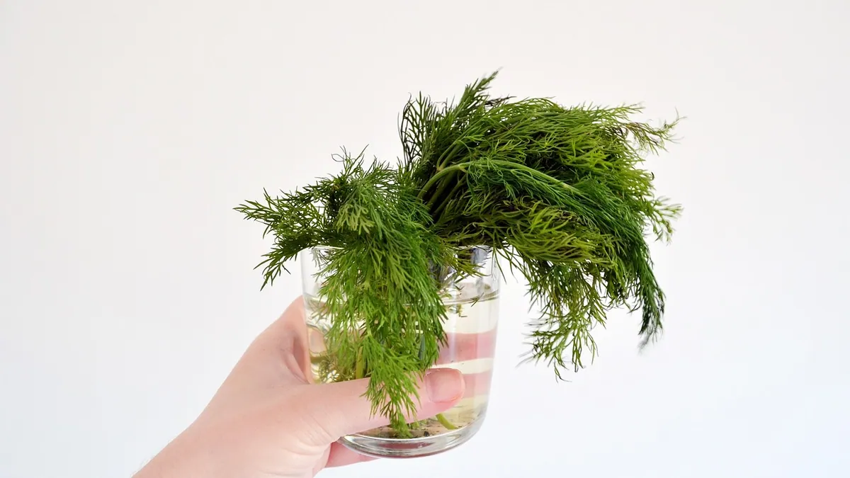 Can Dogs Eat Dill? Leaves, Seeds, and Stems Explained