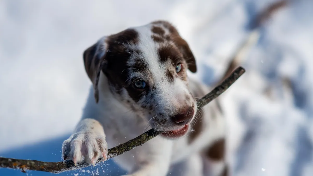 Can Dogs Eat Duck Feet? Bones, Nails, and Chew Safety
