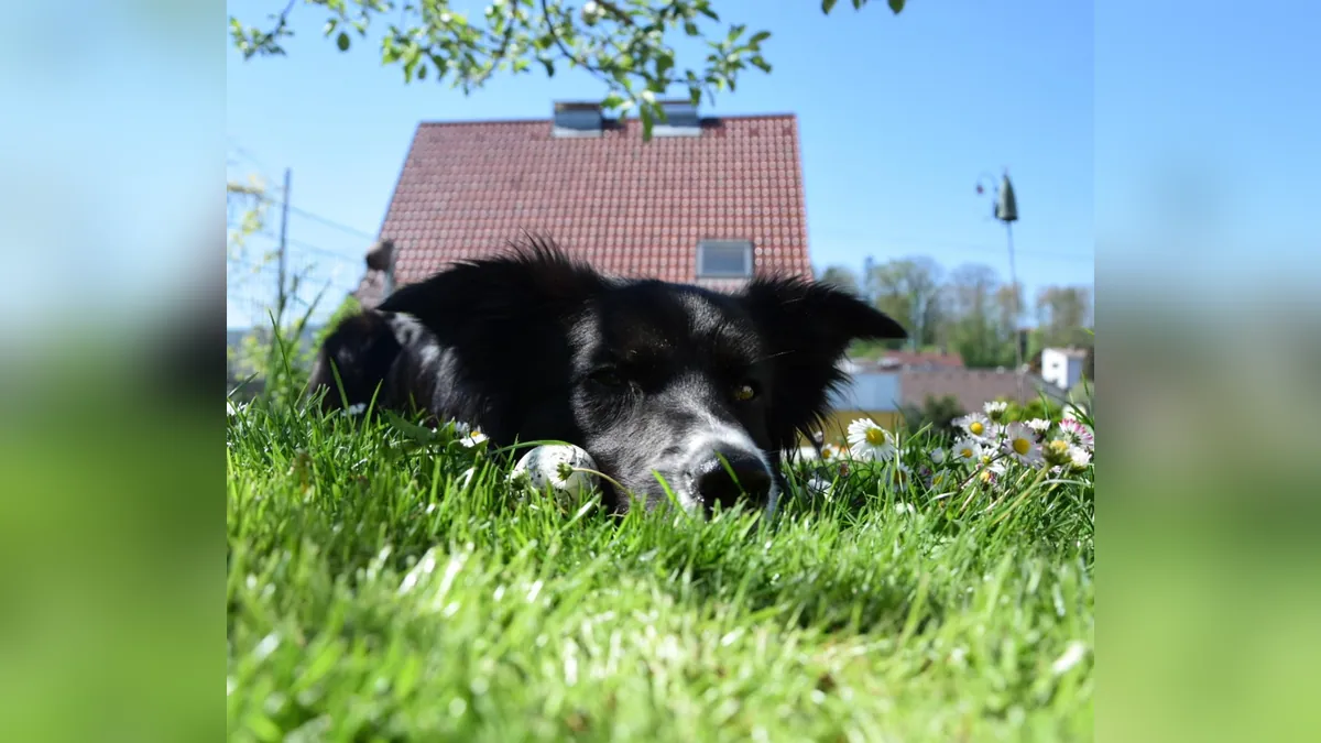 Can Dogs Eat Eggs Every Day? How Often Is Safe